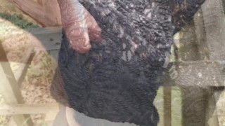 Tit slapping in black fishnets - Trailer