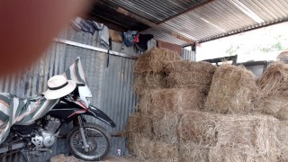Pajaso en la bodega del heno, el heno pica