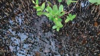 Pissing in nature