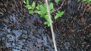 Pissing in nature