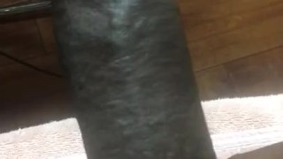 BIG DICK DADDY 