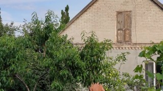 Garlic has ripened in the garden.