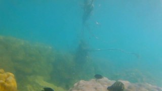 ENJOY Butt Plug IN and OUT among Fish n Corals