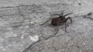 Araña grande con grandes patas en el patio de cemento