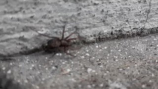 Araña grande con grandes patas en el patio de cemento