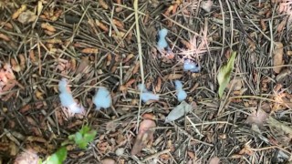 ПАРЕНЬ ДРОЧИТЬ ИССЛЕДУЯ ПРИРОДУ. РИСКУЯ ИМ НА ЛЕСНОЙ ТРОПИНКЕ