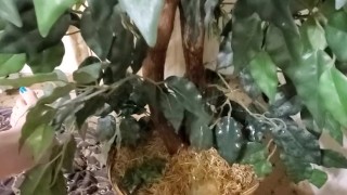 Watering the tree
