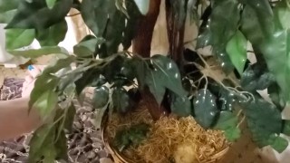 Watering the tree