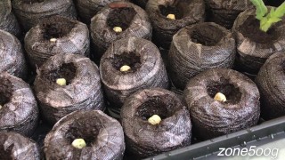 Sticking green thumb into brown holes