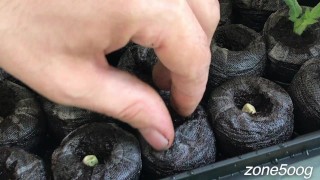 Sticking green thumb into brown holes