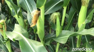 Corn Inspection