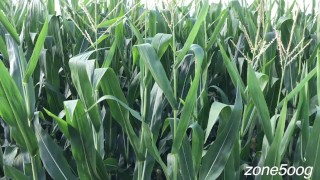Corn Inspection