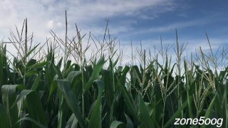 Corn Inspection