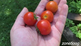 Ripe Cherries
