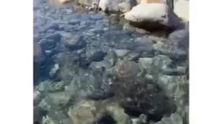 My boy worshipping My huge size 12 bare feet in public