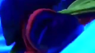 Moaning teen asian masturbating POV cock cumming cumplay in glow neon mirror w/ babyoil BryceBoytoy