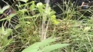 Pee in lake