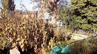 jerking in backyard