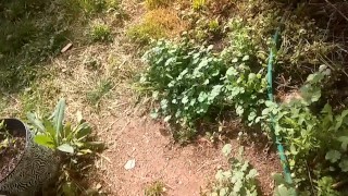 penis pumping outside