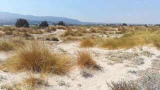 hairy bear huge full of cum big balls sunburning on the Greek gay cruising beach