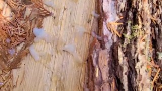 Stopped to cum in the woods