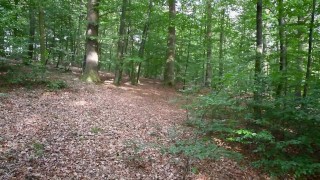 Deep in the Woods, i meet the wolf and he ask to me to jerk him quickly