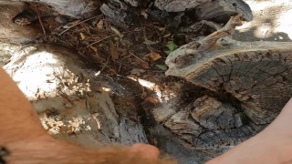 FTM Pee In Tree