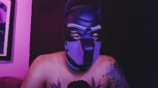 Alpha ASMR master pup