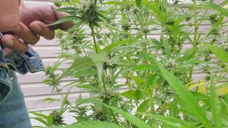 Watering the plants