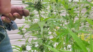 Watering the plants