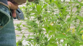 Watering the plants
