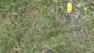 Pissin in the woods 