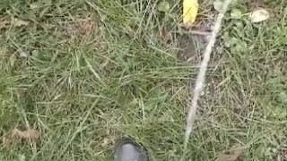 Pissin in the woods 