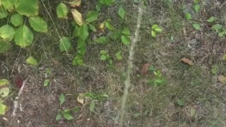Almost caught by a cyclist approaching us as my wife whipped out my cock to take a piss in the bush.