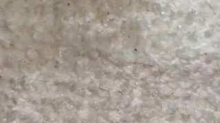 Pissing on my blanket