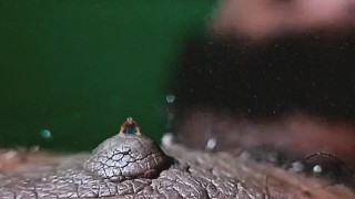 GIANT NIPPLE