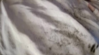 Free Trailer: Freshly Trimmed Honey Brown Pussy
