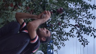 I pick an apple.