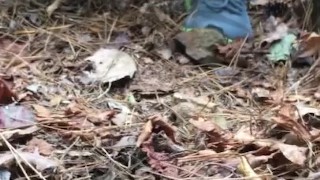 Caught peeing in the woods 
