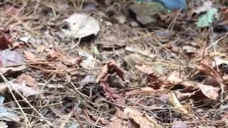 Caught peeing in the woods 