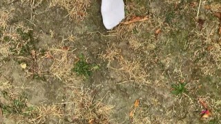 Dirty Socks Tease Knee High Socks Adidas Preview