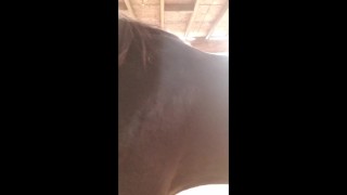 stock whip practice