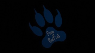 hiviz workie pup pawing off outdoors