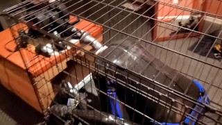 Relentless anal plowing of a restrained rubber gimp in a cage, locked in chastity and gagged