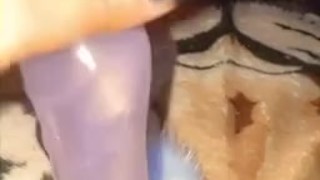 Kitten playing with the cat with her tail in 