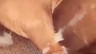 Huge Black Cock Explodes And Erupts From Edging Makes A Mess With Thick Cum Load All Over Self