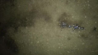 So horny that I cum almost immediately just with semi hard cock backyard