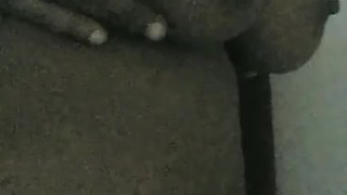 Watch Mrs kitty play with her jugs