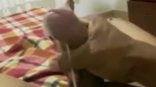 Dominicano de masturbandose y de derrama 