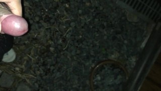 My Pseudo-Penis Penis My First Post Masturbation by Hand